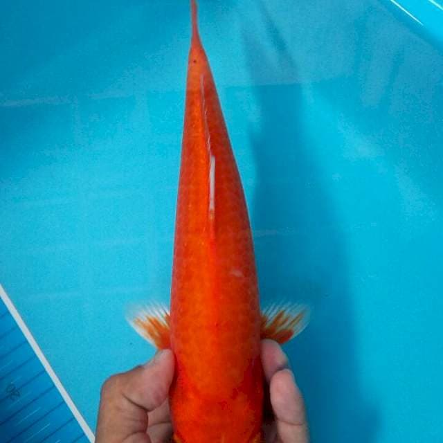 Aka hajiro