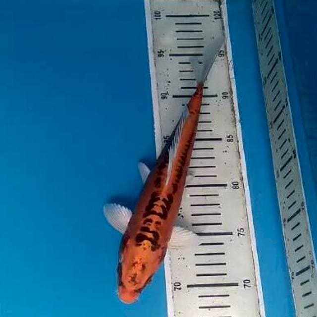 Kujaku Doit 28 cm