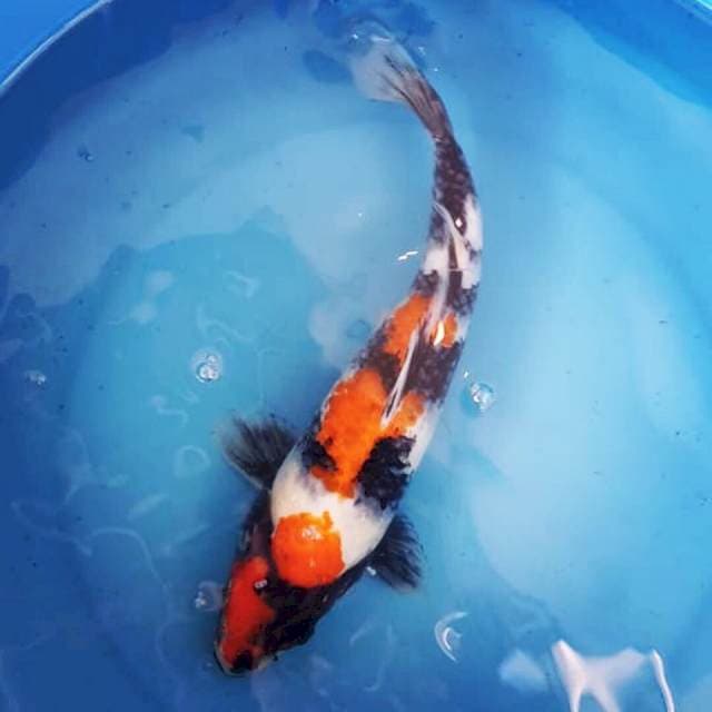 Showa 28cm