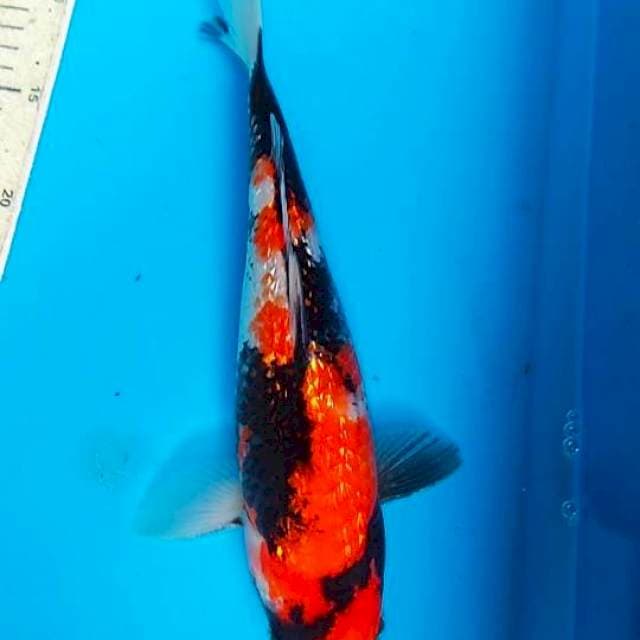 Showa Ginrin 32cm