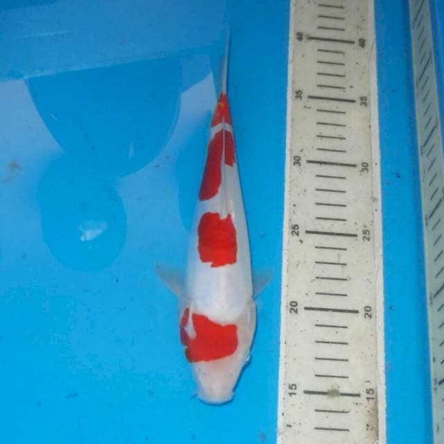 KOHAKU TOTOL TOTOL