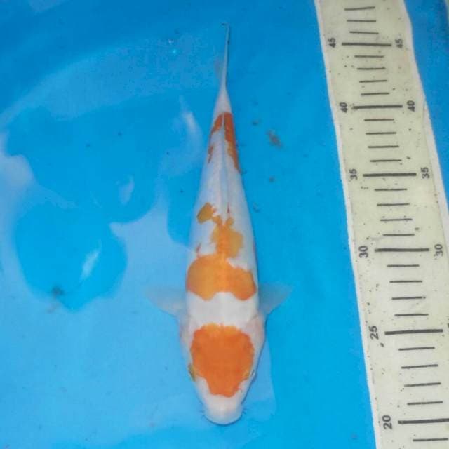 KI KOHAKU KUNING ANTIK