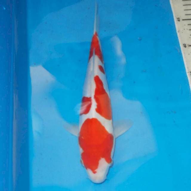 RED KOHAKU