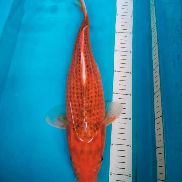 Kawarimono jumbo