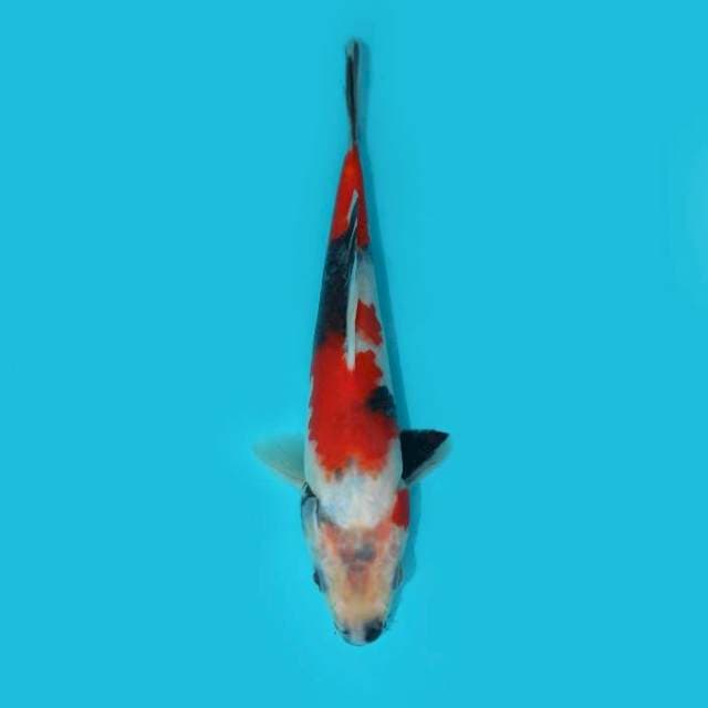 SHOWA TATEGOI 21 CM