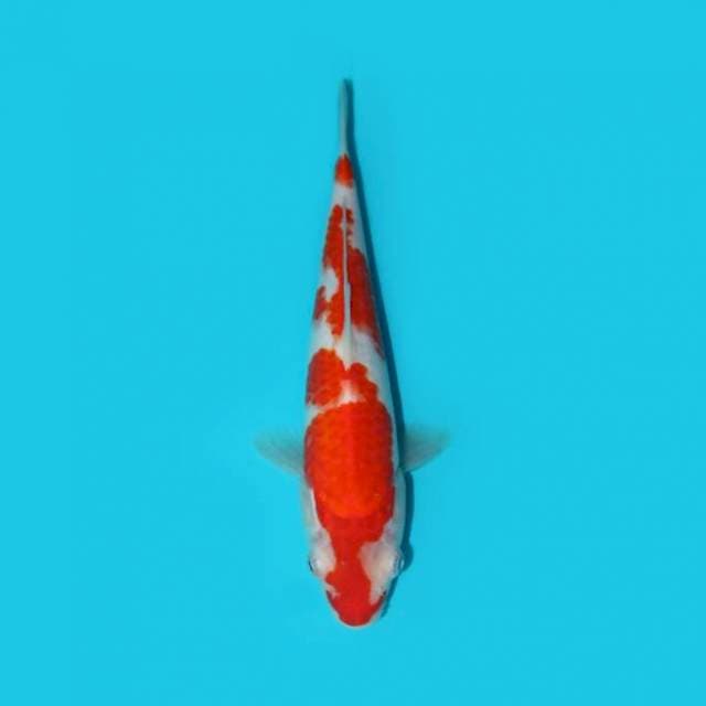 KOHAKU 22 CM
