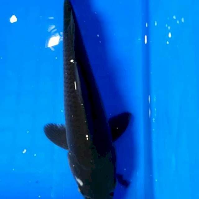 Karasu #30cm
