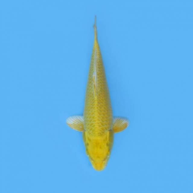 OGON 28 CM