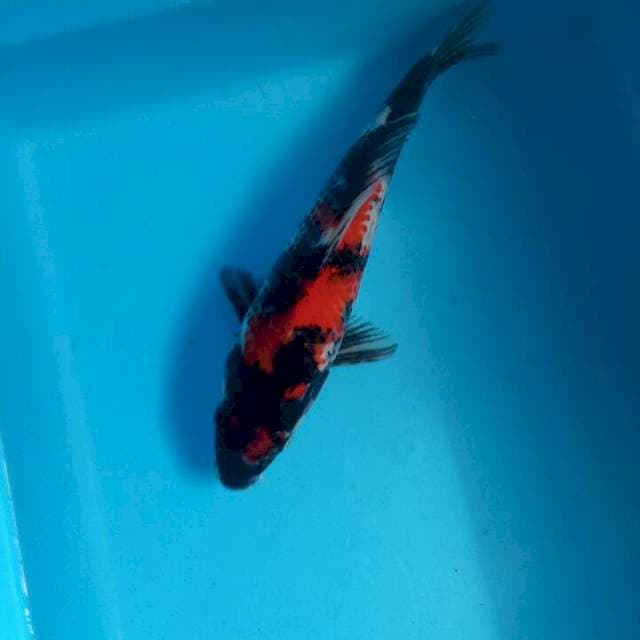 Showa 26cm