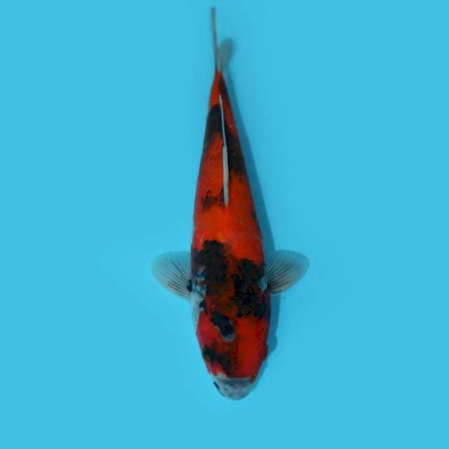 SHOWA TATEGOI 26 CM