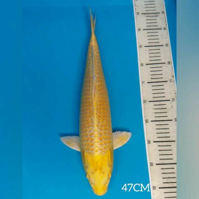 YAMABUKI OGON F1 IZUMIYA 50BU