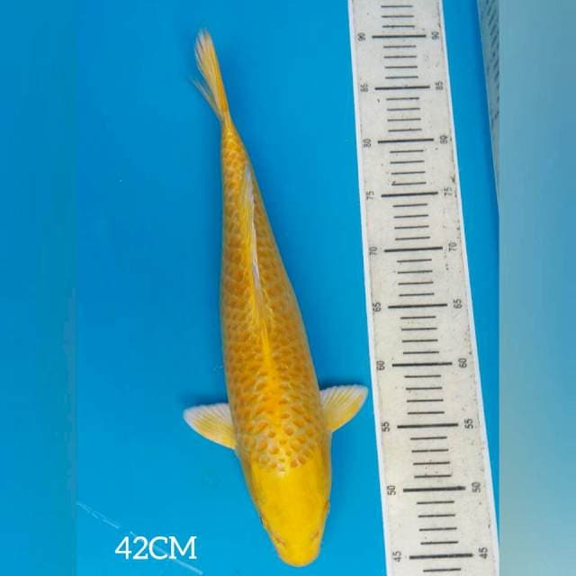 YAMABUKI OGON F1 IZUMIYA 45BU