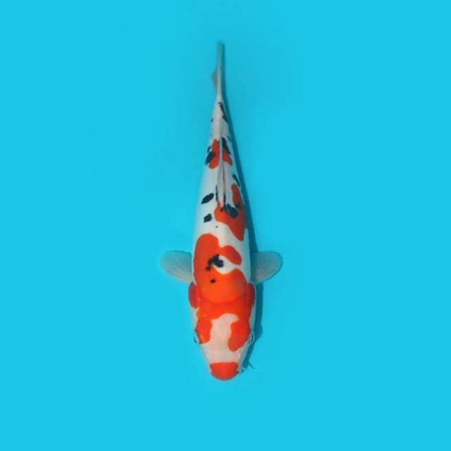 SANKE DOITSU 30 CM