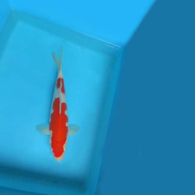 6. DAMARKOI ( KOHAKU 2 STEPS )