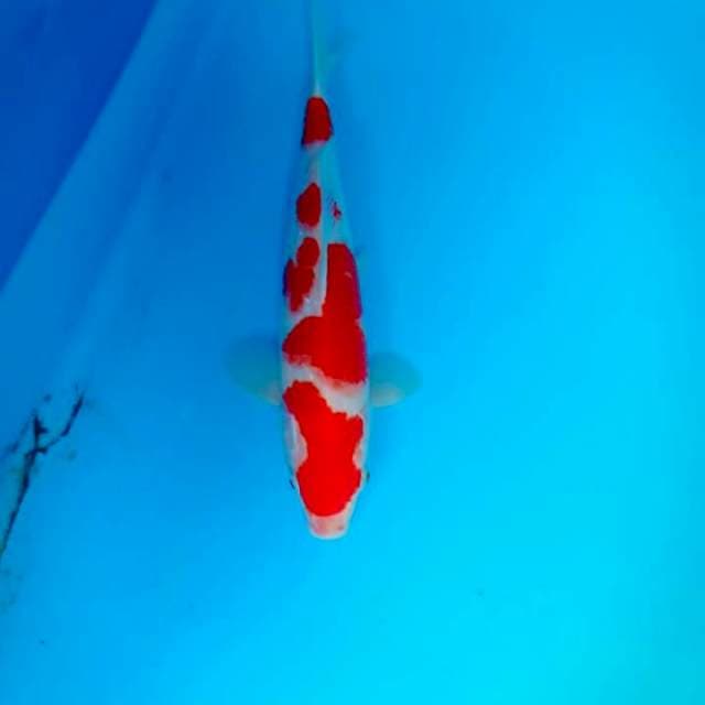 Kohaku