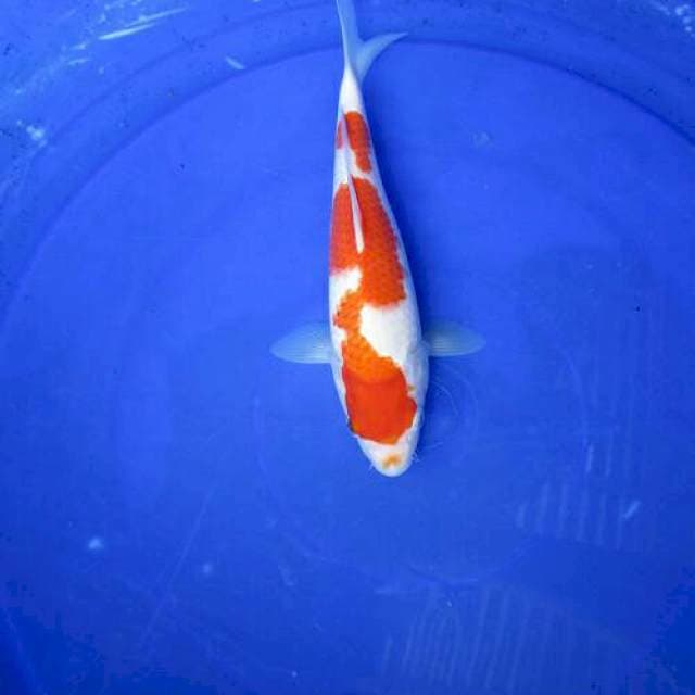 Kohaku body gede ±25cm