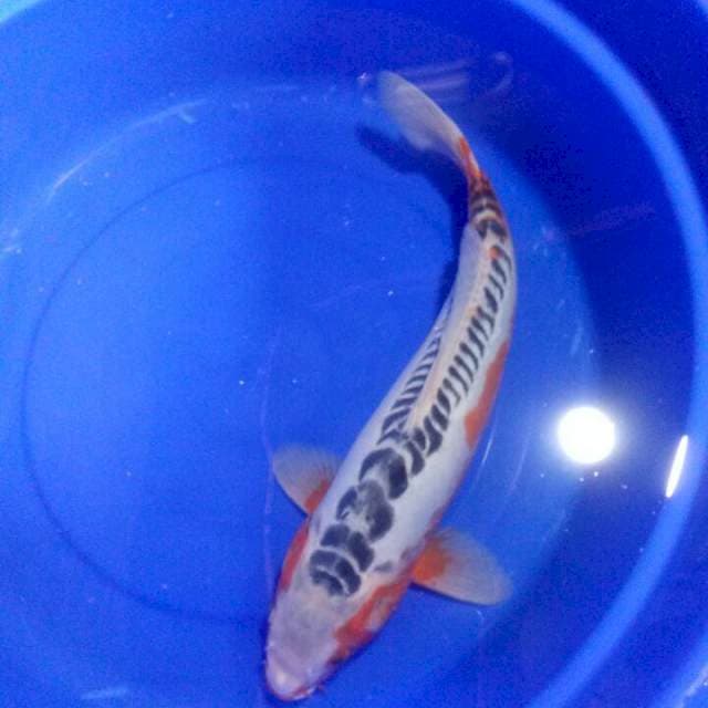 SHUSUI JUOOSS 44cm