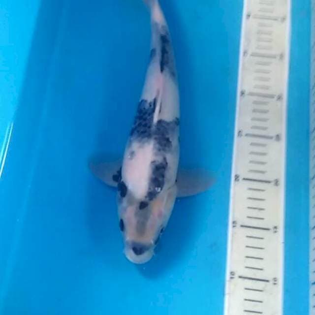 Shiro, 35 cm