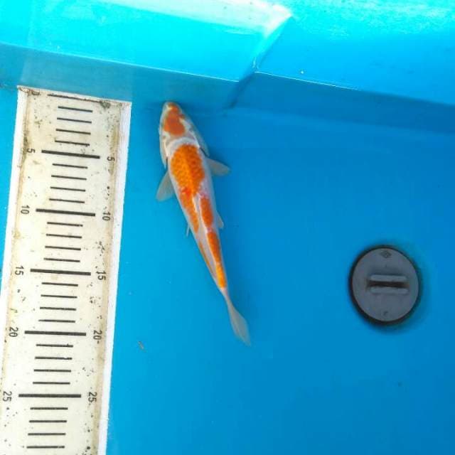 Hariwake 22cm