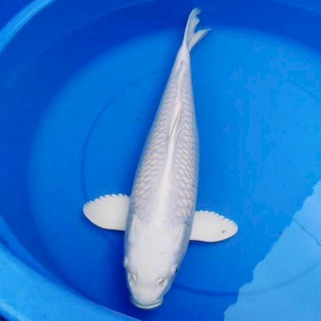 JUMBO 45CM