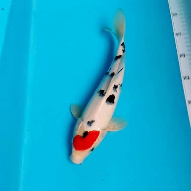 Original tancho sanke 30bu