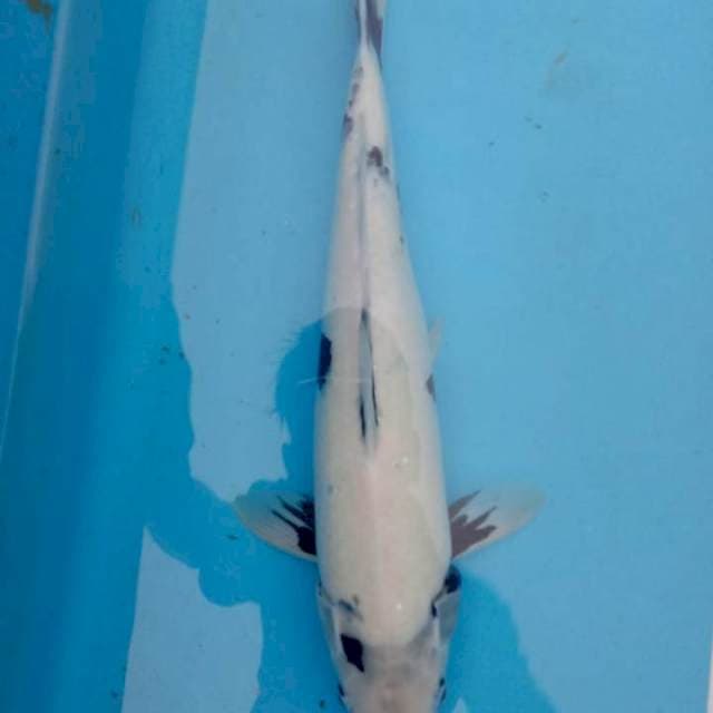 Siro 45 cm male