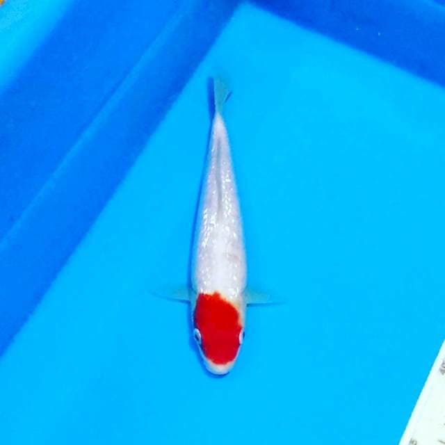 F1 tancho ginrin kohaku ori