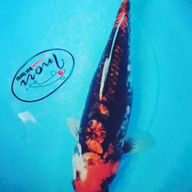 Beni kumonriyu 31cm