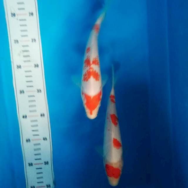 kohaku