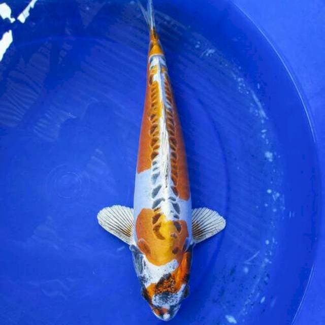 Kojaku doitsu +43cm