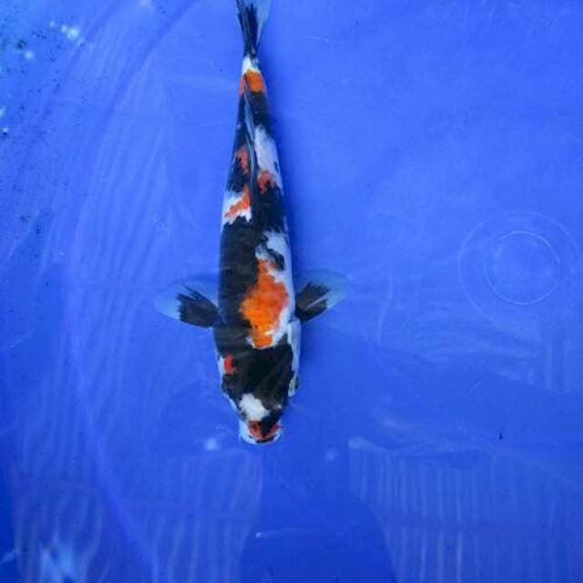 Showa sansoku +23cm