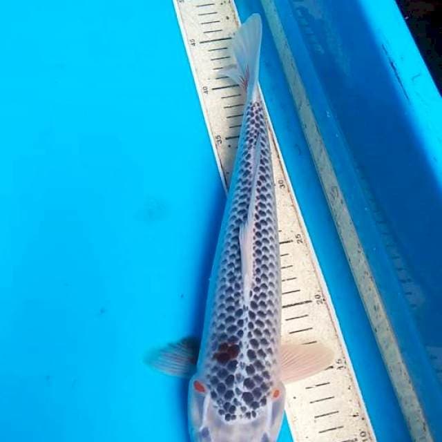 Asagi 37cm F1