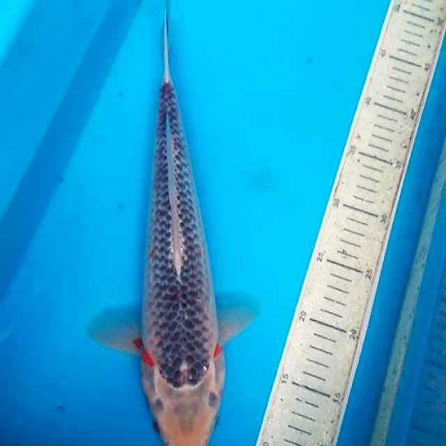 Aagi 37cm, F1
