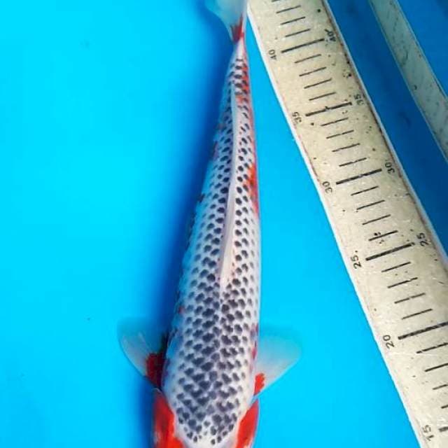 Asagi 35cm F1