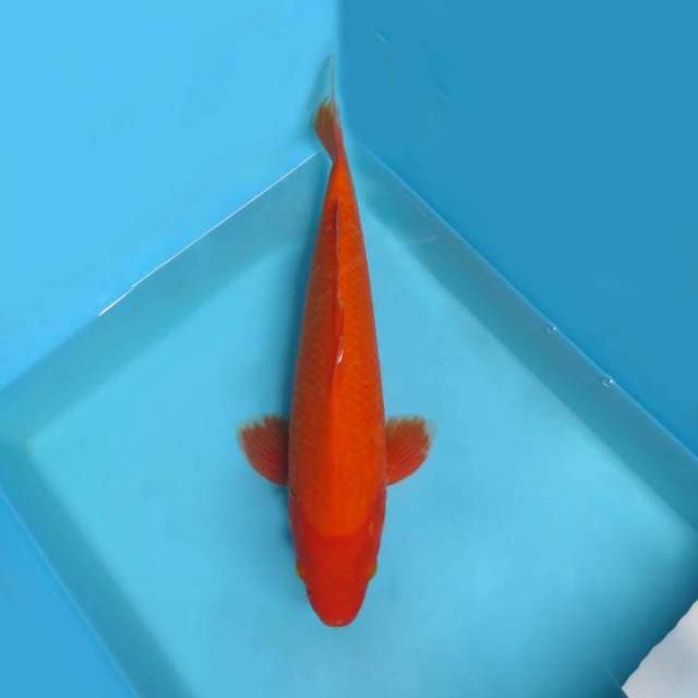 9. DAMARKOI ( AKA HAJIRO )