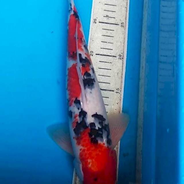 sanke 32cm