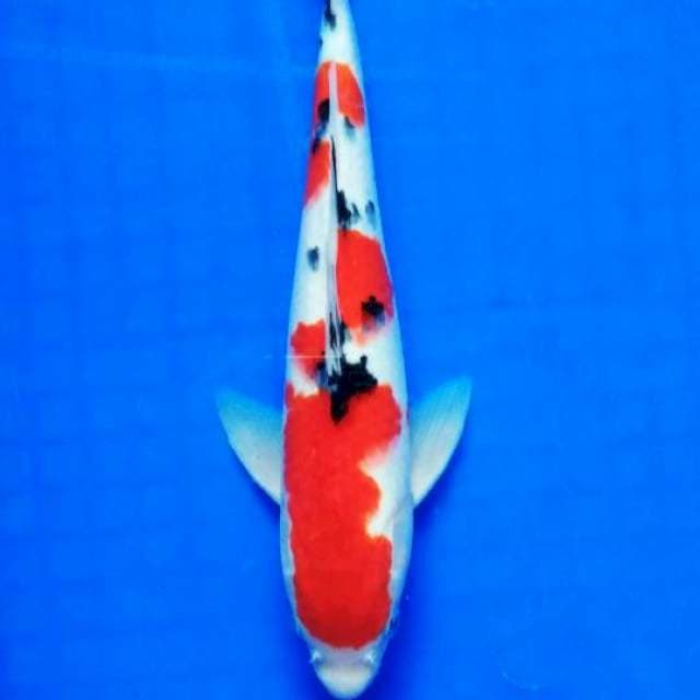 Sanke, 27 cm
