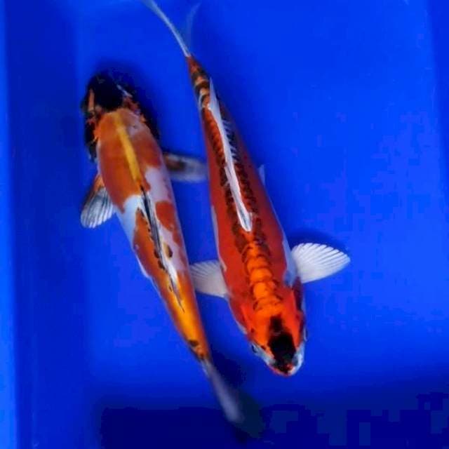 Kikokuryu 26cm