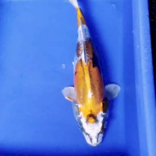 Original kikokuryu 30bu