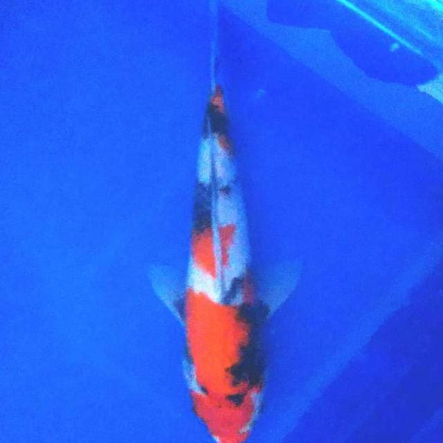 Showa 30cm motoguro