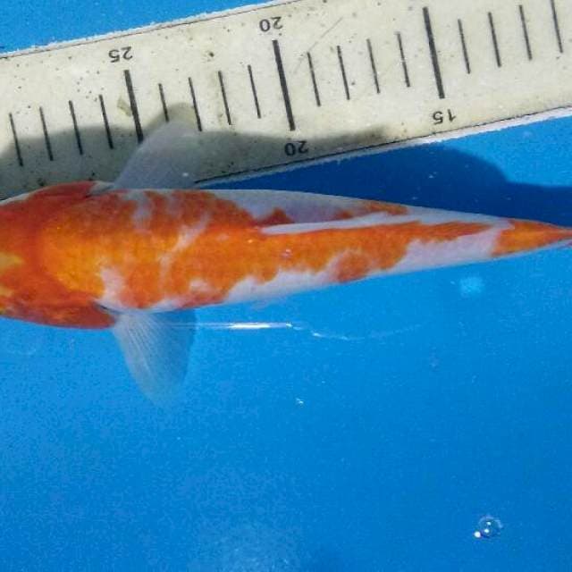 KOHAKU o 25