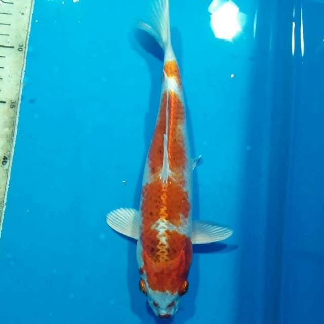 Kujaku 30cm