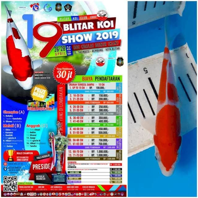 Kohaku 3 step , ready show