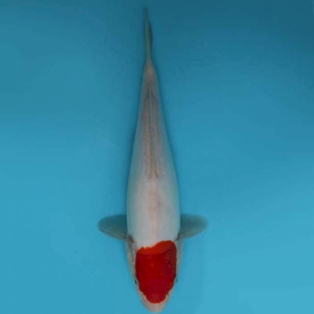 TANCHO 24 CM