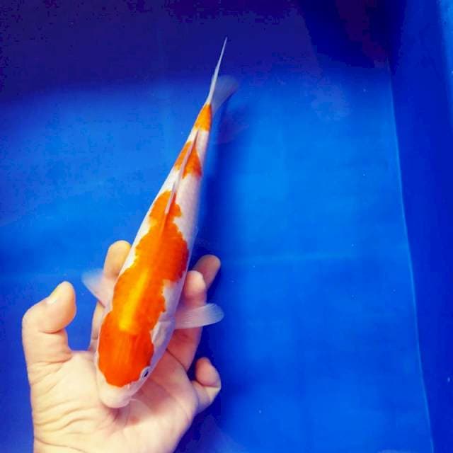 Kohaku 29cm