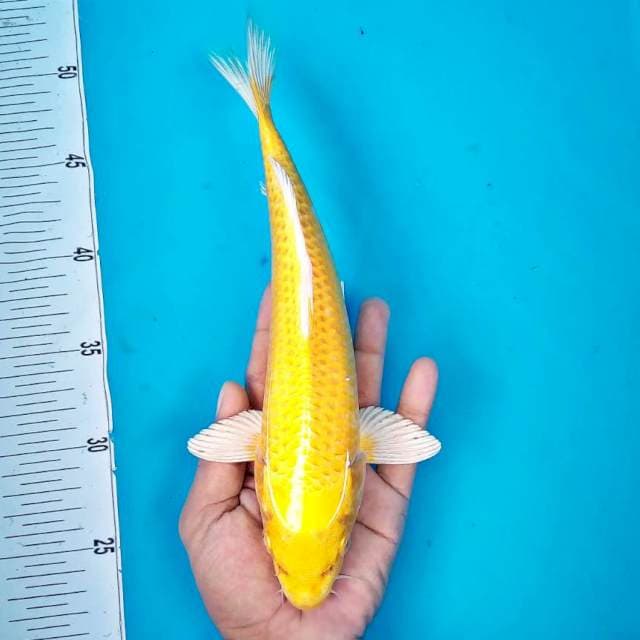 OGON #26 CM