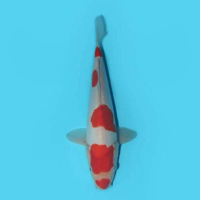 KOHAKU DOITSU 25 CM