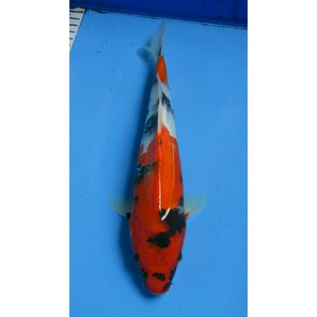 SHOWA 29CM