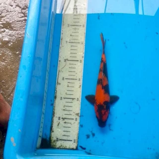Utsuri Simpel Tembus Perut