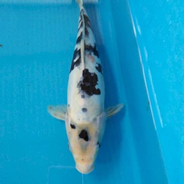 Shiro doitsu 34cm